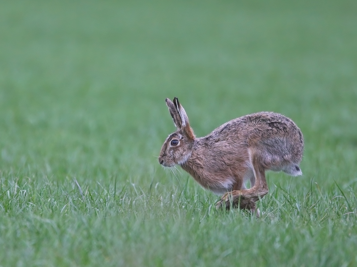 Hare - John Hughes